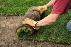 Unrolling Sod for a New Lawn