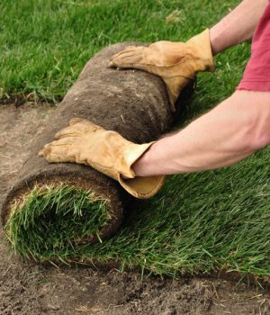 Unrolling Sod for a New Lawn